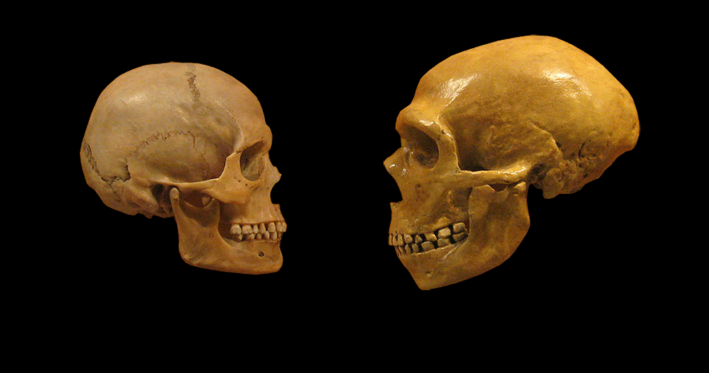 sapiens neanderthal skulls