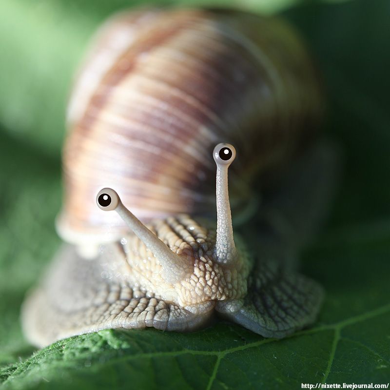 Do Snails Have Eyes? - SNAILS 101